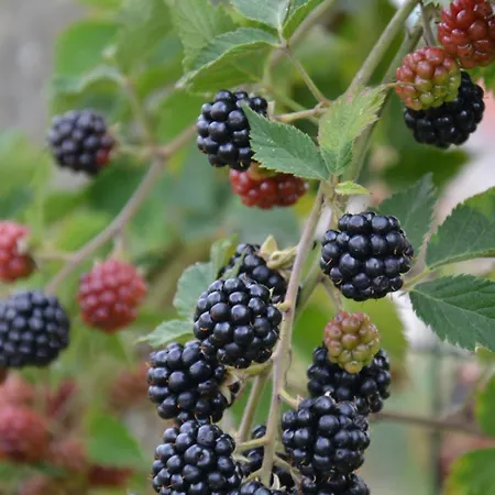 Bed & Breakfast D'hotes La Luce Demuin